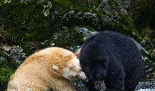 世界上性情最温和的熊类,和北极熊很像,却和黑熊有血缘关系
