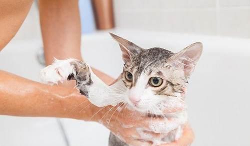 自己给家里的猫咪洗澡要注意哪些问题呢