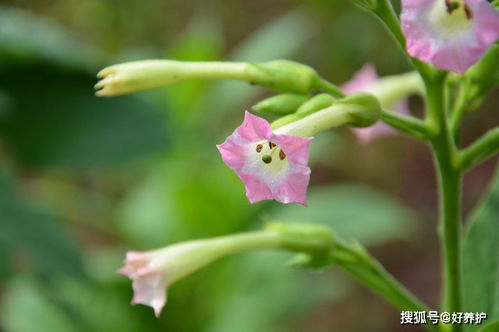 烟草花的图片，烟草花的图片大全大图。 - 3 - 680860香烟网