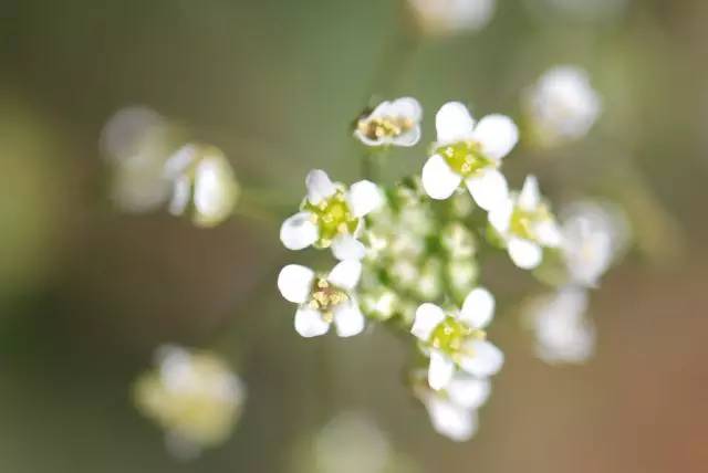 如何用植物学知识解释连理枝、并蒂花现象