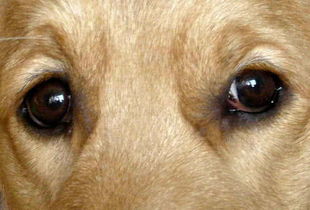 3双眼睛,哪一双是狗的眼睛 测测你的智商