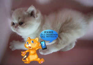 深圳哪里有出售加菲猫 深圳加菲猫一只多少钱 猫咪 宠物网 chongwu.cc 