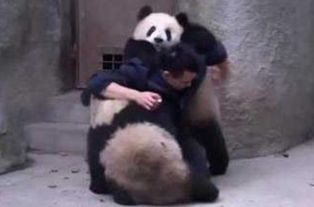 熊猫也有套路,耍赖不吃药居然还叫来帮手 可把饲养员折腾的不轻 
