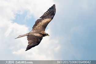 一只飞翔在空中的老鹰摄影高清图片