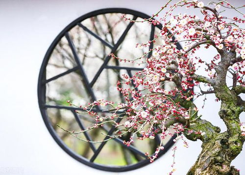 盆栽梅花的种植方法和注意事项视频