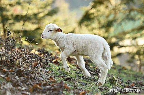 属羊人2021年运势 抛弃他就等于断送了自己的财运 生肖羊要注意