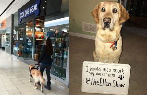 导盲犬每次和主人逛街,它都会主动导航进宠物店,超有心机