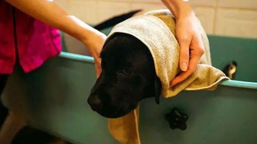 狗狗害怕洗澡,也许是主人没用对方法