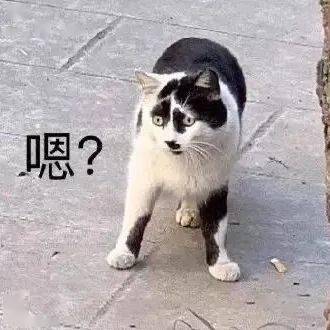 南京一女子拿出1万元给猫做了双眼皮手术,原因竟是她嫌猫太丑