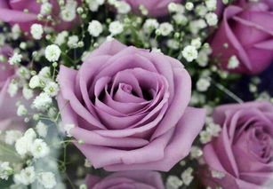 玫瑰花语颜色代表什么,各种颜色的玫瑰花代表什么意义？