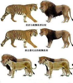 狮子和老虎到底哪个更厉害 烫头的始终搞不过纹身的 