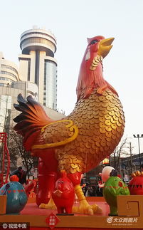 郑州八米 宠物鸡 街头报春 