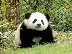 做梦梦见熊猫预示什么是什么意思 周公解梦 
