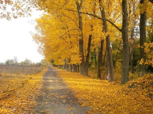 朗诵 站在秋的路口