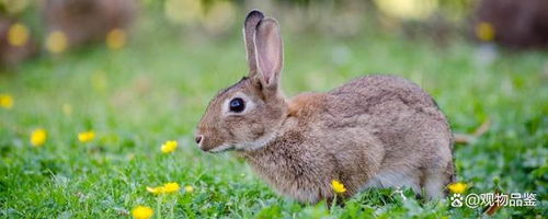 兔子的26种肢体语言,读懂并了解,它就会信任你