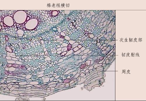 双子叶植物次生结构包括