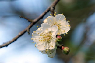 不经一番寒彻骨，怎得梅花扑鼻香，不经一番什么怎得什么什么造句