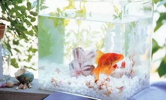 在家里鱼缸里喂鱼需不需要光照？