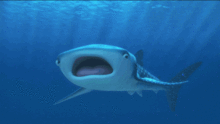 这只鲸鲨是BBC钦定的主角,却惨遭围捕