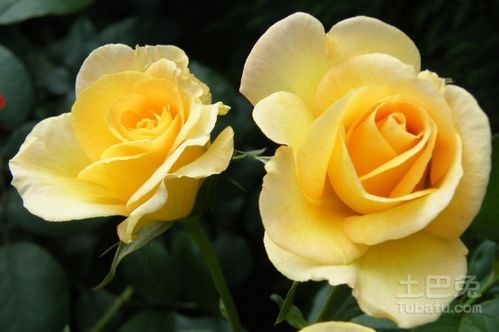 玫瑰花怎么种植和养护,玫瑰花的种植与养护指南