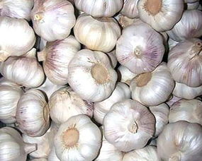 Garlic images