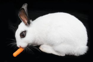 一部美国动画片主角是一只兔子白色的非常可爱 