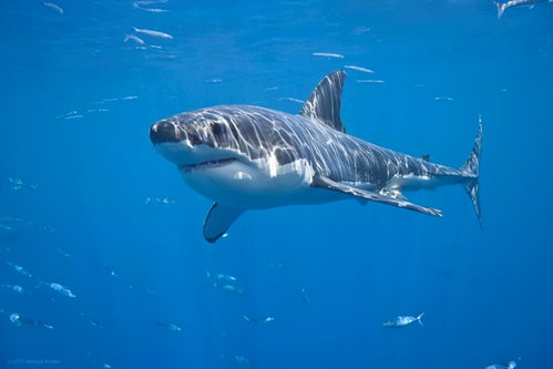 鲨鱼为什么怕海豚,为什么说海豚是鲨鱼的克星？