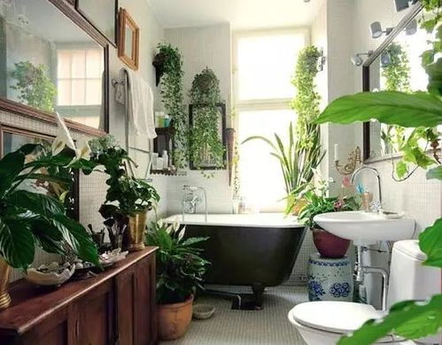 家里卫生间,养几盆 杀菌花 ,吸潮气除异味,厕所变成绿森林