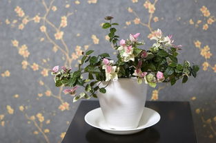 室内花卉图片大全 展示6种适合在室内养的植物 