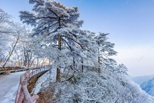 栏杆松树和白雪的照片高清摄影大图 千库网 