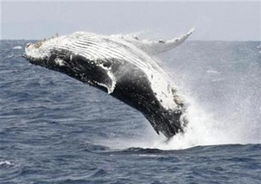 Australian scientists decode whale sounds 