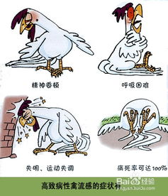 禽流感症状，禽流感的症状有哪些