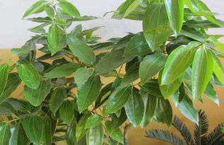 平安树怎么养才茂盛,平安树是一种常见的室内观叶植物，由于其寓意吉祥、易于养护，备受人们喜爱