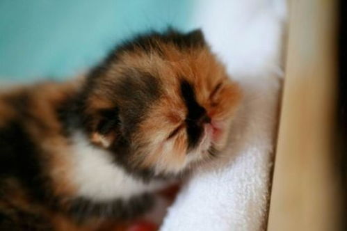 世界上最萌的小猫 