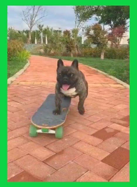 这是谁家的小狗玩滑板这么厉害,真是让我开眼了 