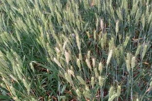 小麦干热风有哪些主要表现类型