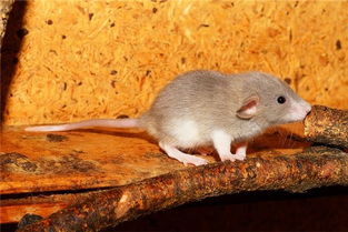 1984年属鼠的多大年龄，属鼠的84年出生的今年多大