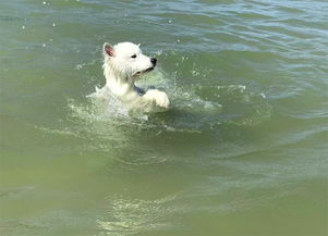 夏天到了,能不能带狗狗去游泳 带狗游泳的注意事项,你知道吗 