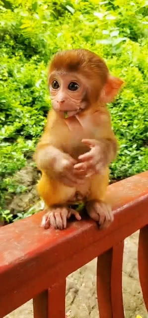 这个小猴子是不是很可爱呢 