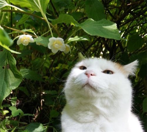 养猫家庭适合养的植物有哪些 10种花的标准 猫可入口,不乱扒拉