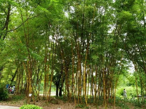竹子最贵的五大品种 26种竹子大全