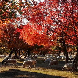 代钦五角枫,科尔沁最边缘的地方，秋天美到发呆的五角枫，摄影人为何喜欢去？