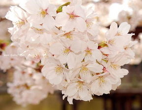 樱花开花时间是几月 樱花的花语是什么