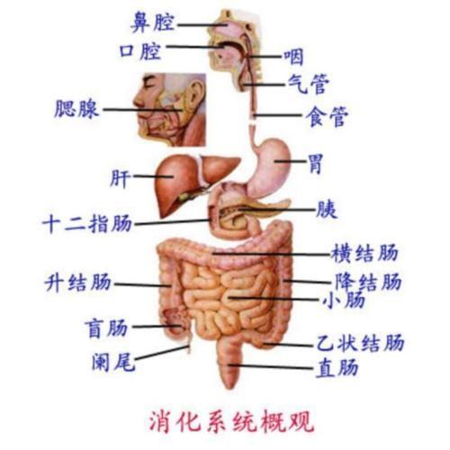 九大系统包括哪些,1. 消化系统：消化系统包括口腔、食管、胃、小肠、大肠等部分，负责将食物分解成营养物质，并吸收进入血液，同时排出废物 - 醉梦生活网