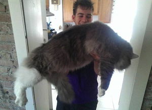 网友争相晒巨猫身长1米