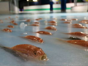 福冈溜冰场埋5000只鱼造景 园方 鱼原本就死的非活埋