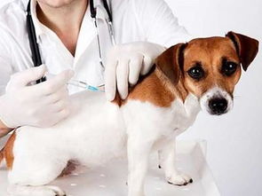 被狗狗抓了一下,没破皮需要打疫苗吗 
