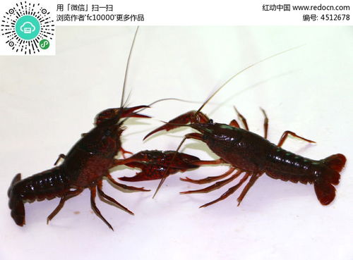两只龙虾高清图片下载 红动网 