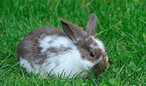 生肖兔 75年的小兔子,六月将迎双喜临门,看看到底是什么喜