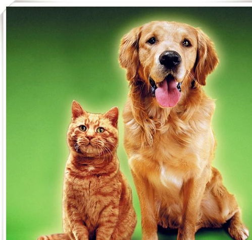宠物猫咪VS宠物狗狗 你更喜欢哪一个